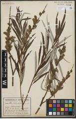 Foto von Salix viminalis L.